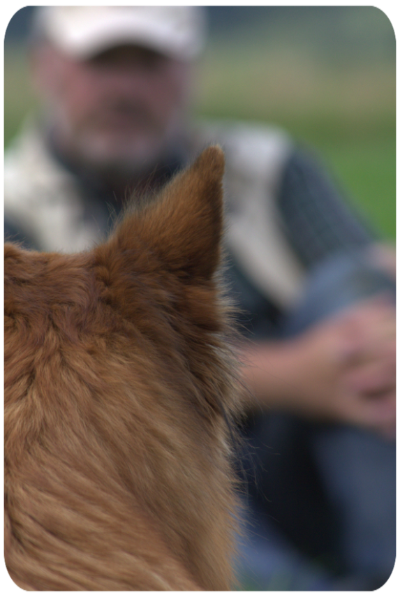 Im Vordergrund sieht man einen Hundekopf von hinten und im Hintergrund sieht man Thorsten Funk unscharf auf dem Foto